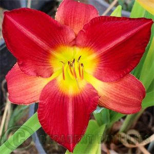 Daylily daylilies growing in my garden