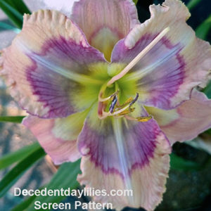 Daylily daylilies growing in my garden