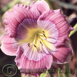 Daylily daylilies growing in my garden