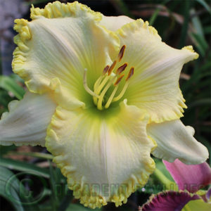 Daylily daylilies growing in my garden