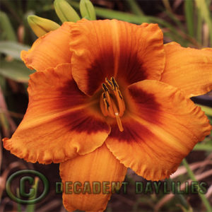 Daylily daylilies growing in my garden