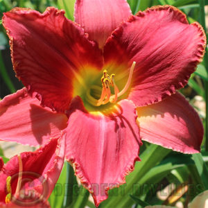 Daylily daylilies growing in my garden