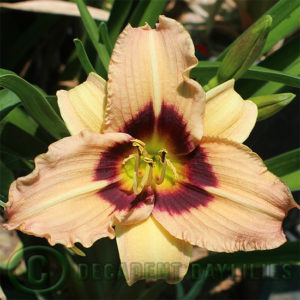 Daylily daylilies growing in my garden