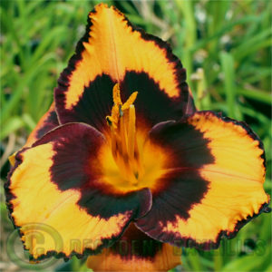 Daylily daylilies growing in my garden