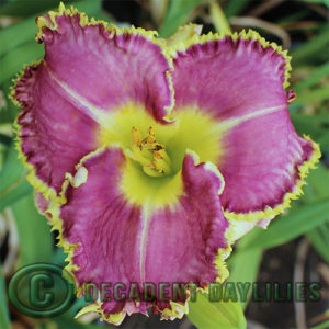 Daylily daylilies growing in my garden