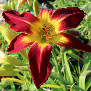 Daylily daylilies growing in my garden