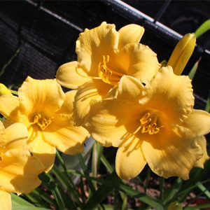 Daylily daylilies growing in my garden