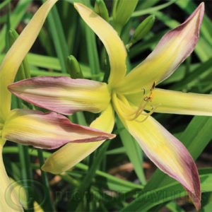 Daylily daylilies growing in my garden