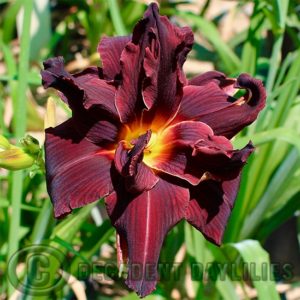 Daylily daylilies growing in my garden