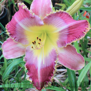 Daylily daylilies growing in my garden