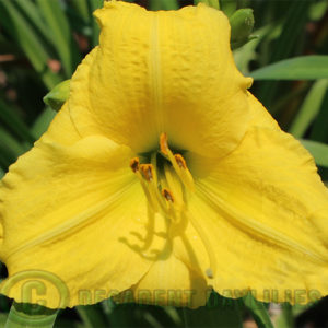 Daylily daylilies growing in my garden