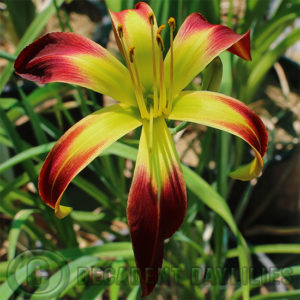 Daylily daylilies growing in my garden