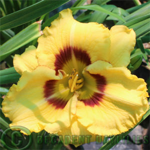 Daylily daylilies growing in my garden