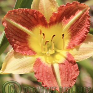 Daylily daylilies growing in my garden