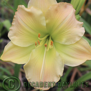 Daylily daylilies growing in my garden