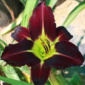 Daylily daylilies growing in my garden