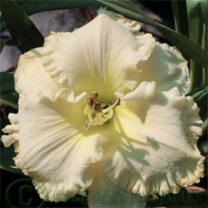 Daylily daylilies growing in my garden