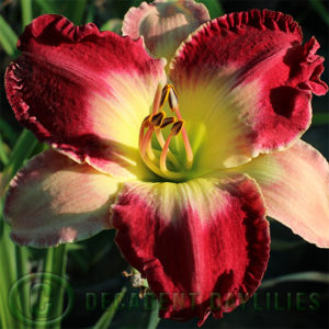 Daylily daylilies growing in my garden