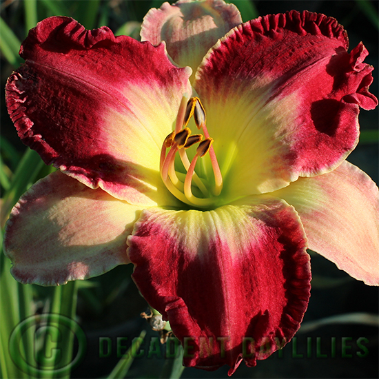 Daylily daylilies growing in my garden