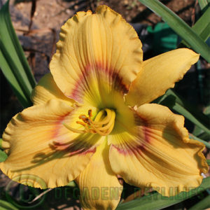 Daylily daylilies growing in my garden