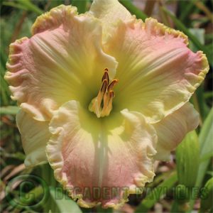 Daylily daylilies growing in my garden