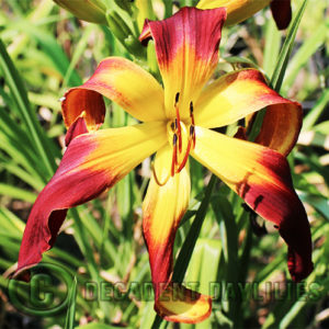 Daylily daylilies growing in my garden