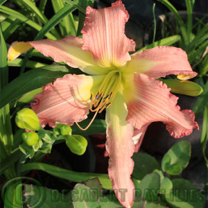 Daylily daylilies growing in my garden