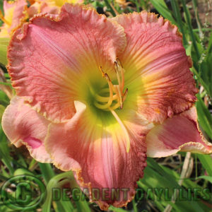 Daylily daylilies growing in my garden