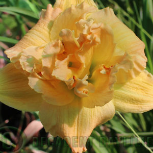 Daylily daylilies growing in my garden