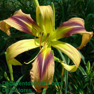 Daylily daylilies growing in my garden