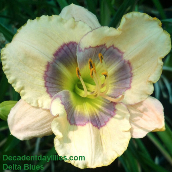 Daylily daylilies growing in my garden