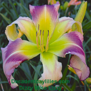 Daylily daylilies growing in my garden