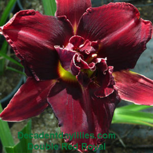 Daylily daylilies growing in my garden