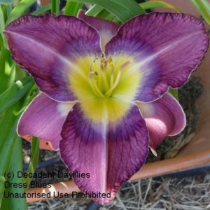 Daylily daylilies growing in my garden