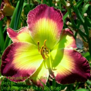 Daylily daylilies growing in my garden