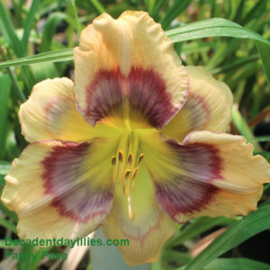 Daylily daylilies growing in my garden