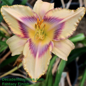 Daylily daylilies growing in my garden