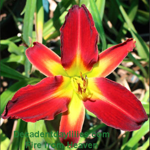 Daylily daylilies growing in my garden