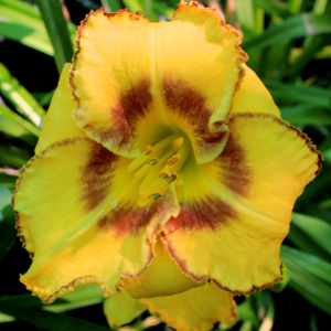 Daylily daylilies growing in my garden