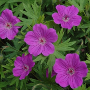 Geranium Cranesbill growing in my garden