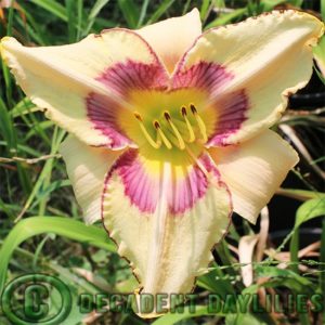 Daylily daylilies growing in my garden