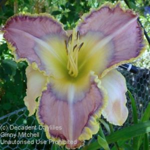 Daylily daylilies growing in my garden