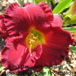 Daylily daylilies growing in my garden