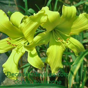 Daylily daylilies growing in my garden