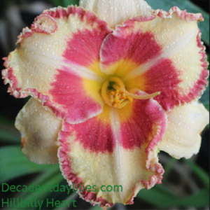 Daylily daylilies growing in my garden