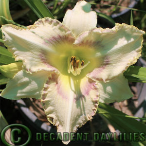 Daylily daylilies growing in my garden