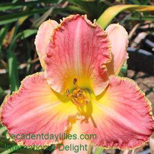 Daylily daylilies growing in my garden