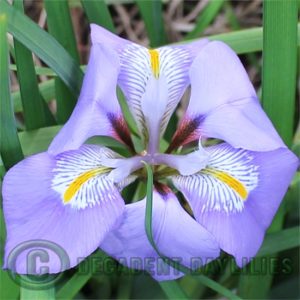 Iris unguicularis blue iris growing in my garden