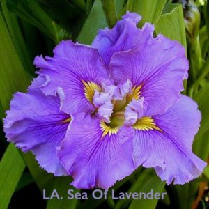 Louisiana Iris Irises growing in my garden