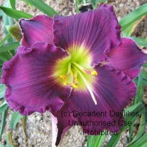 Daylily daylilies growing in my garden